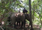 Tiga Kasus dalam Sepekan, Aceh Jaya Rawan Konflik Gajah Sumatera