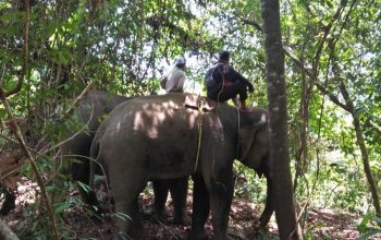 Gajah jinak yang menghalau gajah liar masuk permukiman warga di Desa Alue Jang, Kecamatan Pasie Raya, Kabupaten Aceh Jaya. | Sumber: AJNN