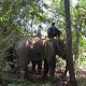 Gajah jinak yang menghalau gajah liar masuk permukiman warga di Desa Alue Jang, Kecamatan Pasie Raya, Kabupaten Aceh Jaya. | Sumber: AJNN