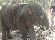Gajah Jantan Gading Mati di Taman Nasional Way Kambas