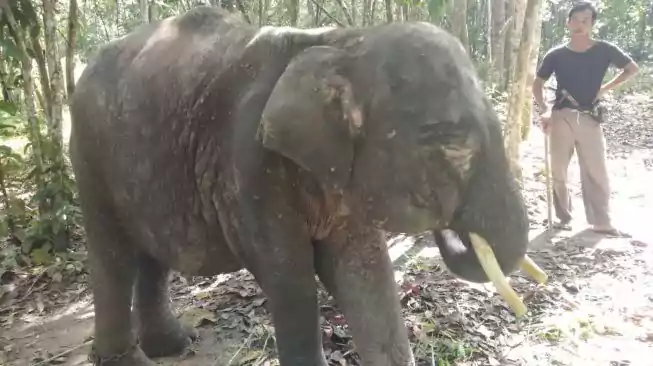 Gajah sumatra bernama Gading sewaktu masih hidup di Camp ERU Tegal Yoso TNWK. | Foto: Istimewa/Suara Lampung