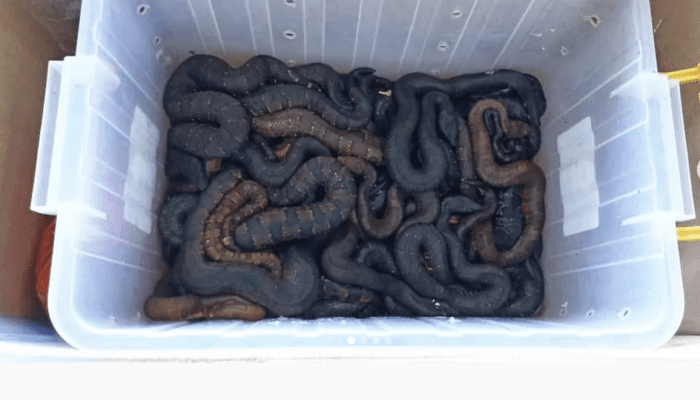 Lebih 50 Reptil Disembunyikan di Paket Bandara