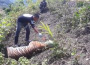 Lagi, Harimau Mati di Aceh Diduga Terlilit Jerat