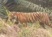 Harimau Sumatera Diduga Satu Keluarga Dipantau BKSDA