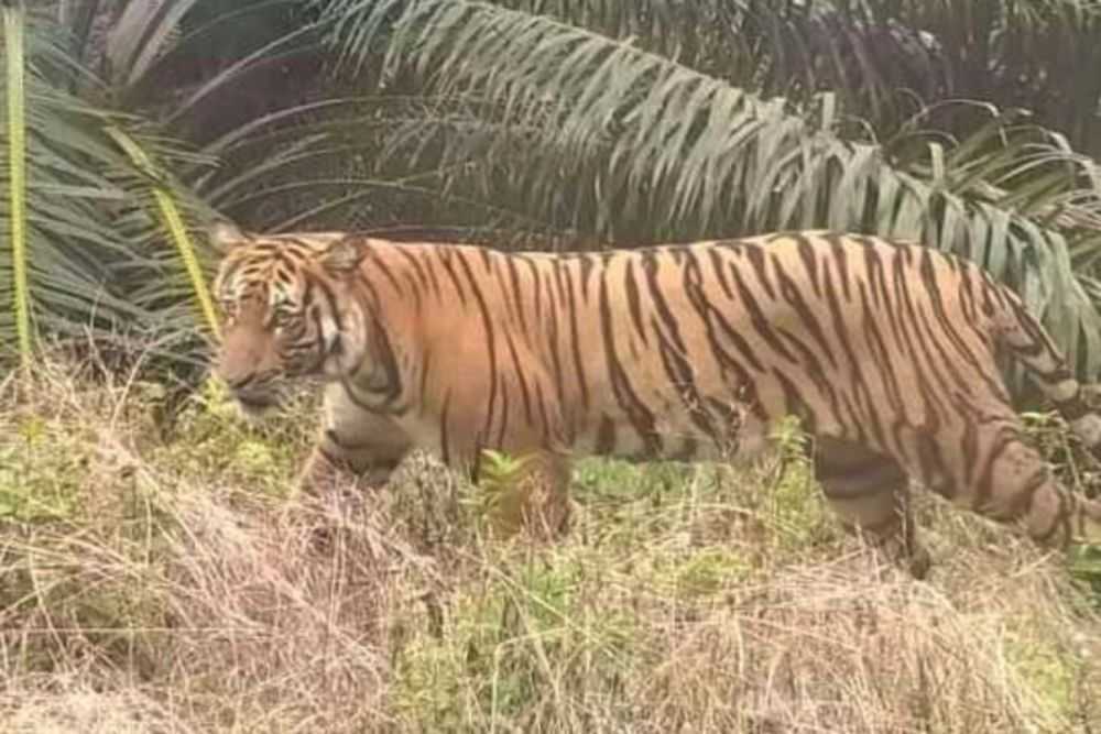 Ilustrasi seekor harimau sumatera (Panthera tigris sumatrae). | Foto: Riau.go.id