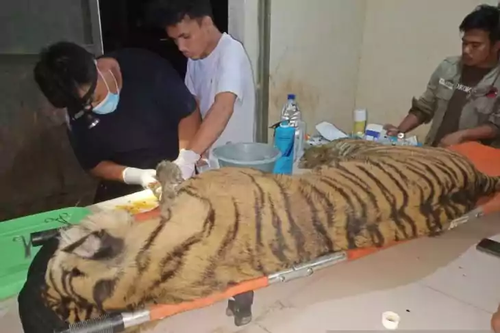 Harimau sumatera Dewi Siundul saat menjalani pengobatan dan perawatan intensif. | Foto: Dok. BBKSDA Sumatra Utara