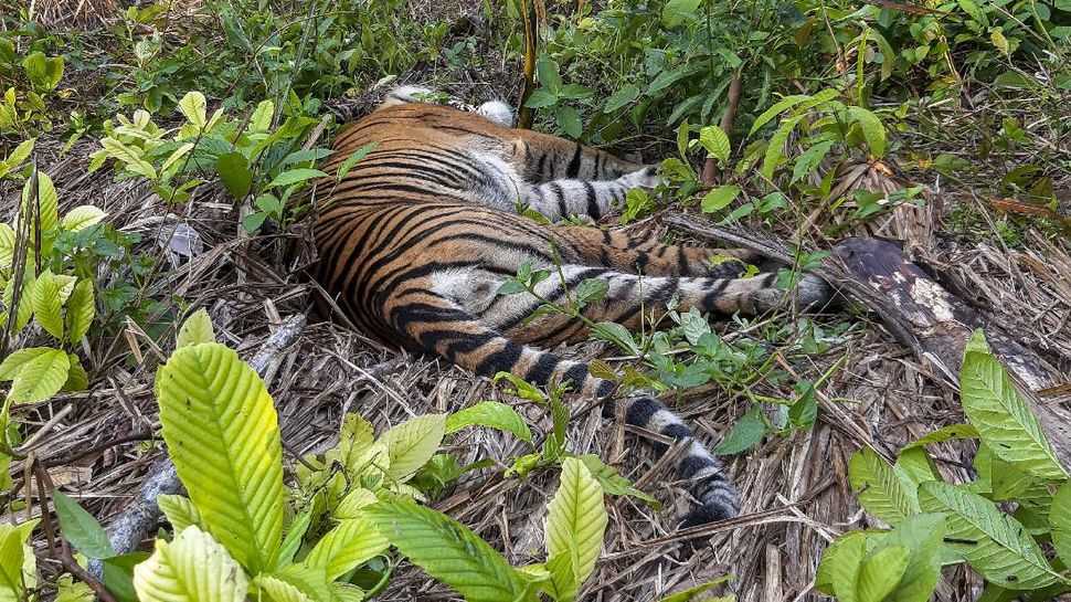 Ilustrasi harimau sumatera ditemukan mati di kawasan perkebunan masyarakat di Kecamatan Trumon, Kabupaten Aceh Selatan, Aceh, Senin (29/6/2020). | Foto: Hafizdhah/Antara