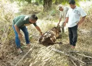 Kerusakan Hutan Bisa Picu Harimau Masuk Permukiman