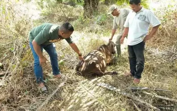 Sapi yang terluka diduga karena interaksi negatif dengan harimau sumatera. | Foto: HO/Antara