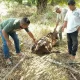 Sapi yang terluka diduga karena interaksi negatif dengan harimau sumatera. | Foto: HO/Antara