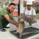 Komandan BKSDA Pos Jaga Sampit saat menerima mamalia trenggiling (Manis javanica). | Foto: Dok. BKSDA Kalimantan Tengah