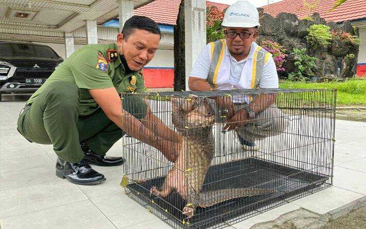Komandan BKSDA Pos Jaga Sampit saat menerima mamalia trenggiling (Manis javanica). | Foto: Dok. BKSDA Kalimantan Tengah