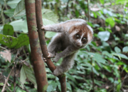Nyasar ke Rumah Warga, Seekor Primata Diserahkan ke BKSDA