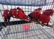 Perdagangan Burung Nuri di Maluku Berhasil Terbongkar