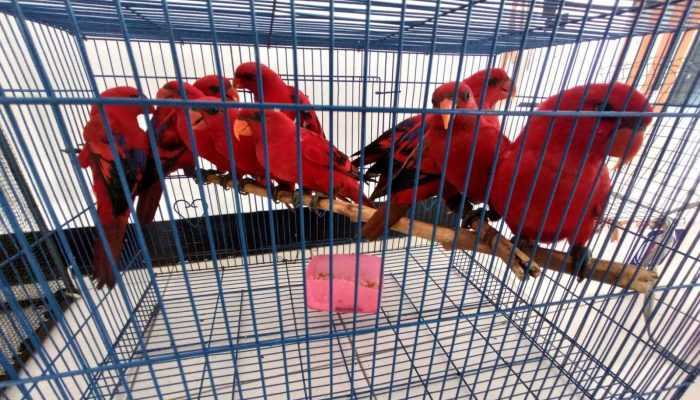 Perdagangan Burung Nuri di Maluku Berhasil Terbongkar