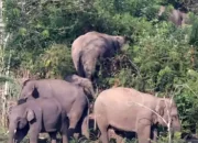 BKSDA Aceh Pasang Kalung Pelacak pada Gajah Sumatera