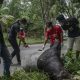 Tim rescue dari BBKSDA Riau memeriksa bangkai tapir yang tergeletak di pinggir jalan, diduga mati tertabrak kendaraan. | Foto: Yudhie/Antara