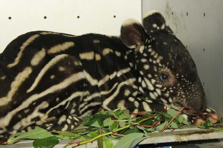Bayi tapir yang ditemukan warga dan dievakuasi BBKSDA Riau. | Foto: Dok. BBKSDA Riau