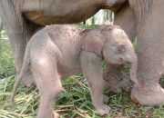 Kabar Baik! Kelahiran Anak Gajah Tambah Populasi Satwa di TNWK