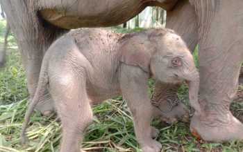Seekor anak gajah sumatra bernama Yongki lahir di Pusat Latihan Gajah (PLG) Balai Taman Nasional Way Kambas, Sumatra. | Foto: Dok. PPID KLHK