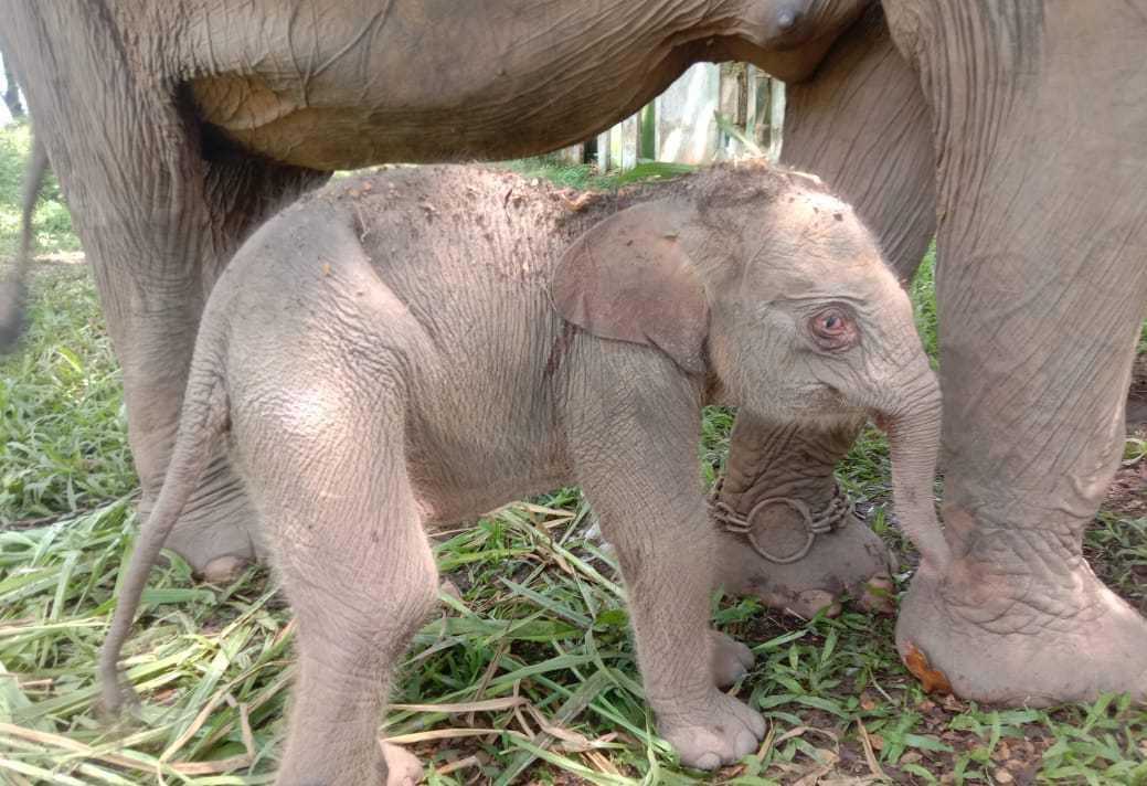 Seekor anak gajah sumatra bernama Yongki lahir di Pusat Latihan Gajah (PLG) Balai Taman Nasional Way Kambas, Sumatra. | Foto: Dok. PPID KLHK 