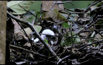 Seekor bayi elang jawa yang lahir di TN Gunung Halimun Salak. | Foto: Dok. PPID KLHK