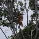Burung cenderawasih merah bernama latin Paradisaea rubra, salah satu satwa endemik dilindungi di Papua. | Foto: Garda Animalia
