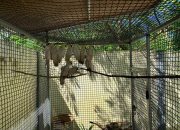Operasi Senyap Amankan 91 Burung Endemik Maluku