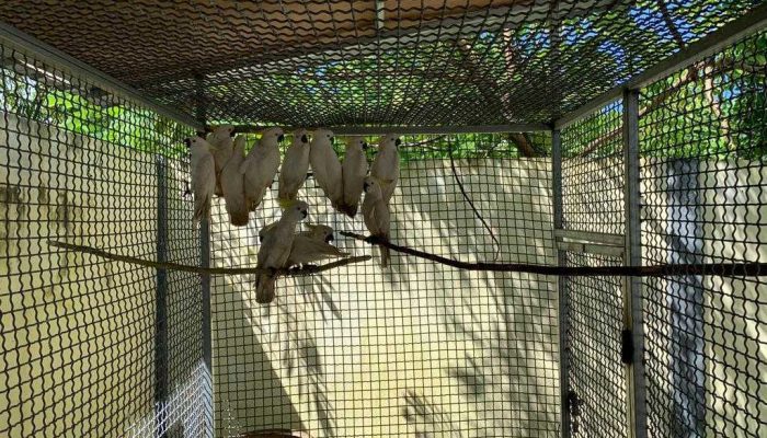 Operasi Senyap Amankan 91 Burung Endemik Maluku
