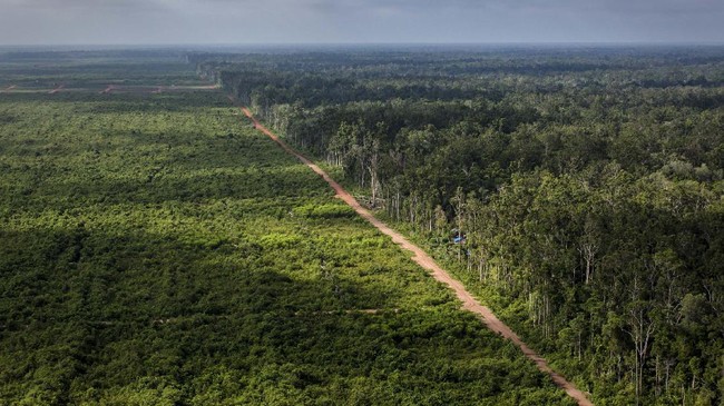 Ilustrasi hutan di Papua. | Foto: Ulet Ifansasti/Greenpeace