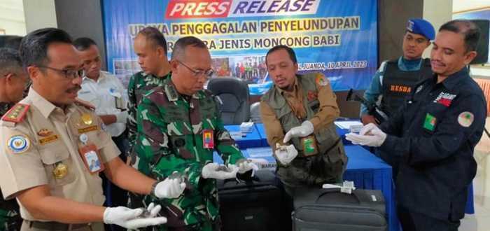 Upaya penyelundupan ribuan labi-labi moncong babi yang berhasil digagalkan Lanudal Juanda. | Foto: Dok. TNI AL