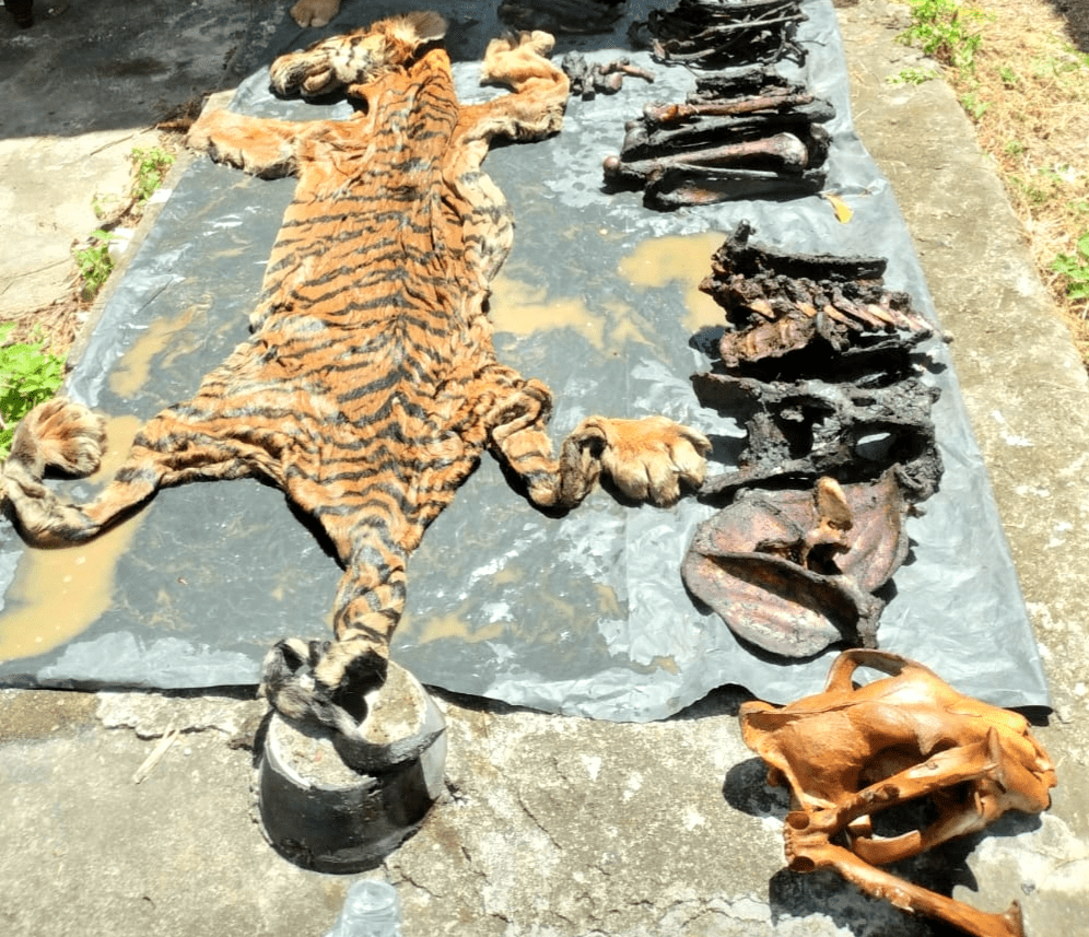Barang bukti atas kasus jual beli bagian tubuh harimau yang melibatkan eks Bupati Bener Meriah Ahmadi. | Foto: Dok. Balai Gakkum KLHK