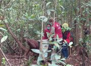 Sembuh dari Jerat, Orangutan Kalimantan Pulang ke Rumah Baru