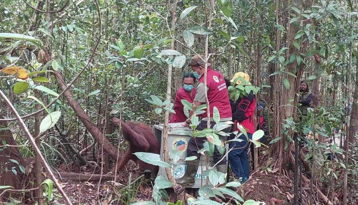 Sembuh dari Jerat, Orangutan Kalimantan Pulang ke Rumah Baru