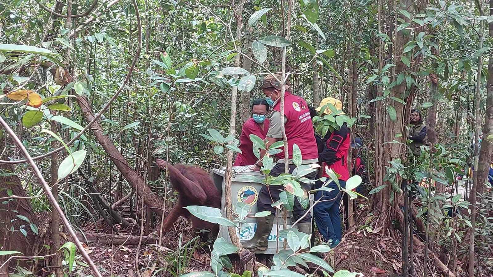 Orangutan betina dewasa dilepasliarkan oleh tim BKSDA Kalbar SKW I Ketapang, pasca pulih dari sakit akibat luka jerat. | Foto: Dok. PPID KLHK