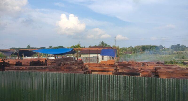 Tumpukan kayu diduga merbau di TPK yang berlokasi di Sorong. | Foto: Teropong News 