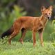 Ilustrasi ajag atau anjing hutan bernama latin Cuon alpinus. | Foto: Davidvraju/Wikipedia