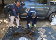 Dagang Kulit Harimau di Jambi, Tiga Tersangka Diamankan