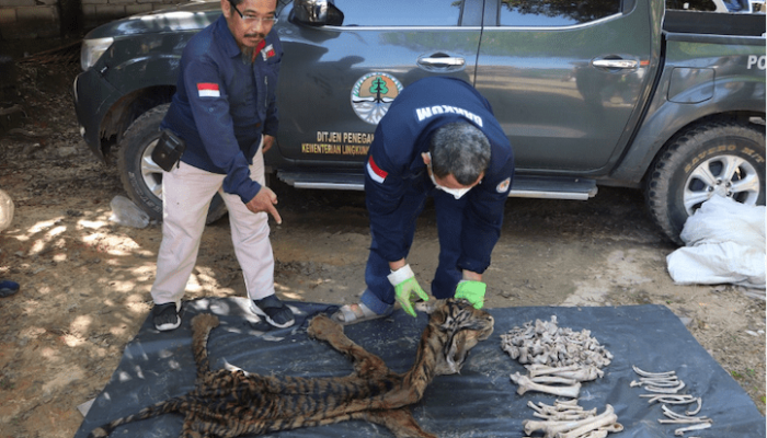 Dagang Kulit Harimau di Jambi, Tiga Tersangka Diamankan