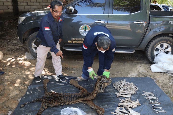 Barang bukti perdagangan bagian tubuh satwa dilindungi berupa kulit dan tulang harimau sumatera. | Foto: Gakkum KLHK