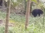 Beruang Madu Terpantau Masuk Kebun Warga