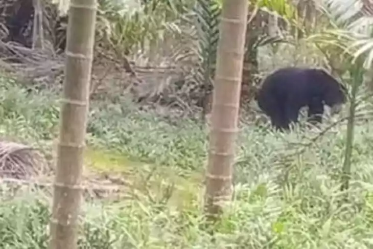 Beruang madu (Helarctos malayanus) berada di kebun warga Desa Teluk Kulbi, Kecamatan Betara, Kabupaten Tanjung Jabung Barat, Provinsi Jambi. | Foto: Antara Jambi/HO