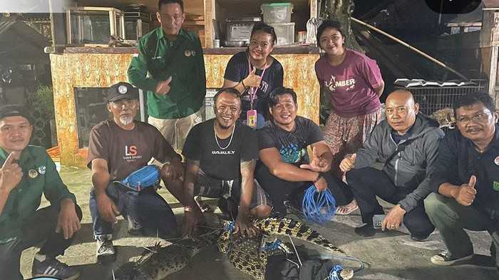 Dua buaya muara (Crocodylus porosus) peliharaan warga yang diamankan BKSDA Bali. | Foto: Detik Bali