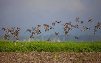 Burung migran di Danau Limboto, Gorontalo. | Foto: World Migratory Bird Day