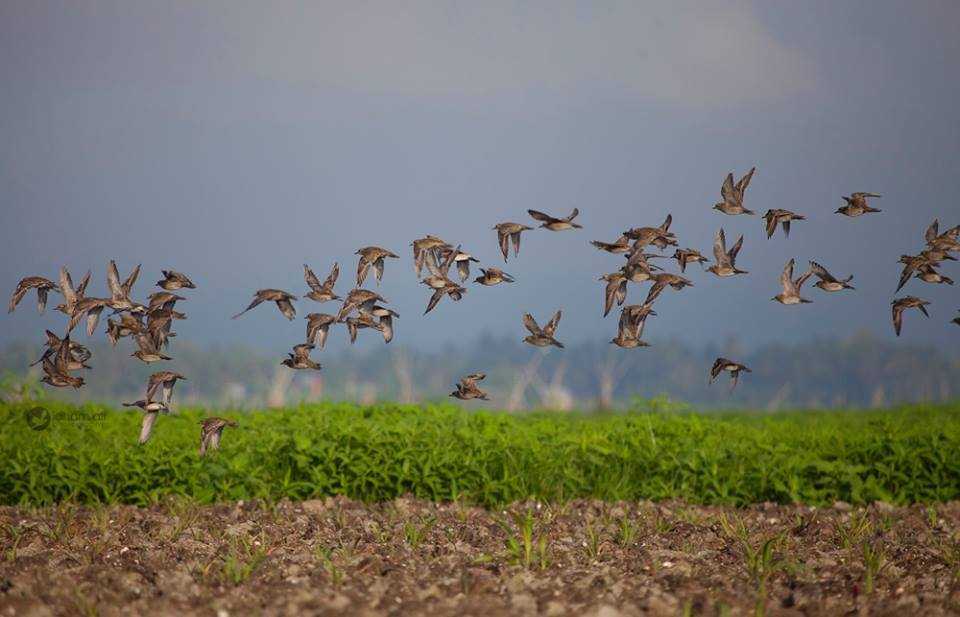 Burung migran di Danau Limboto, Gorontalo. | Foto: World Migratory Bird Day
