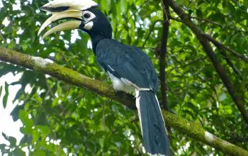 Ilustrasi rangkong jenis kangkareng perut-putih (Anthracoceros albirostris). | Foto: Josve05a/Wikimedia Commons