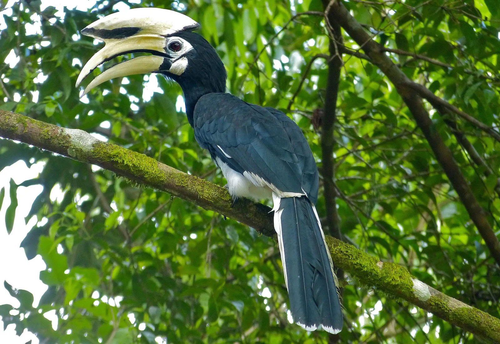 Ilustrasi rangkong jenis kangkareng perut-putih (Anthracoceros albirostris). | Foto: Josve05a/Wikimedia Commons