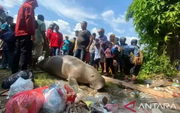 Bangkai duyung yang ditemukan di pesisir Pantai Pasar Minggu, Ambon. | Foto: Dedy Aziz/Antara News