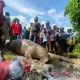 Bangkai duyung yang ditemukan di pesisir Pantai Pasar Minggu, Ambon. | Foto: Dedy Aziz/Antara News