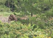 Masyarakat Minta BKSDA Bantu Kembalikan Gajah ke Hutan